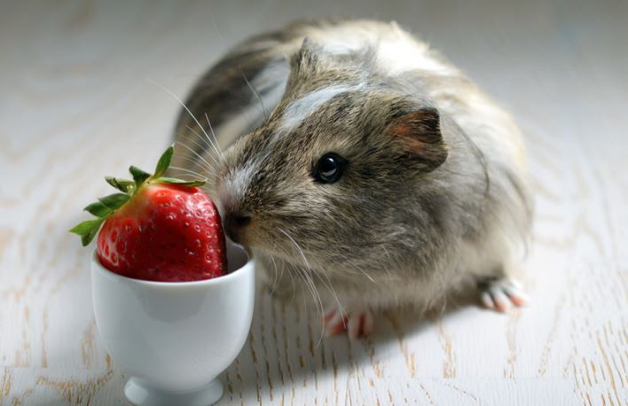 Fruits Can Guinea Pigs Eat